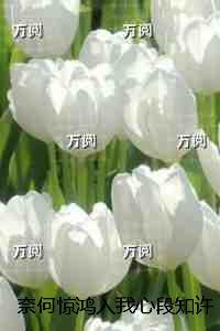 淡色蔷薇讲的什么