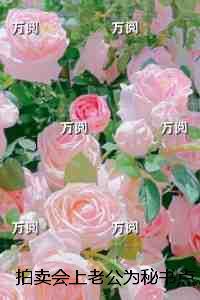 穿到八零的