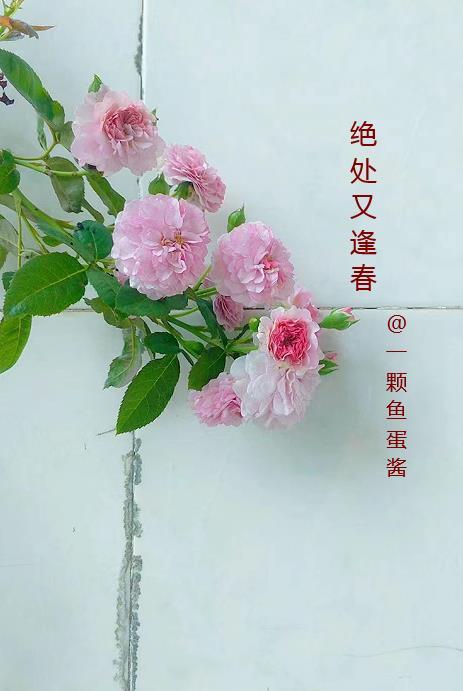 魔门败类txt书本网